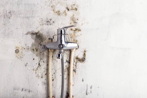 Mold Removal and Inspection in Nevada, MO