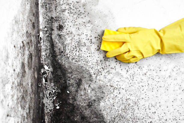 Best Black Mold Removal  in Nevada, MO