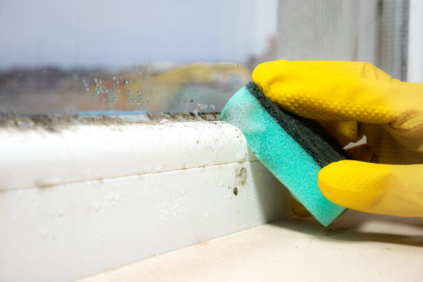 Best Local Mold Removal Service  in Nevada, MO