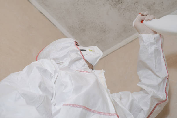 Best Mold Removal Company Near Me  in Nevada, MO