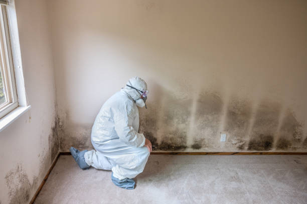 Best Professional Mold Removal  in Nevada, MO